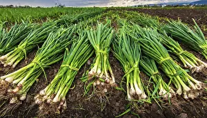 Middle Franconia Scenery Drucke: Vegetable, spring onion or spring onion