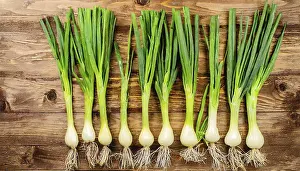 Garden Produce Photography Drucke: Vegetable, spring onion or spring onion