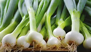 Deserted Garden Vegetables Drucke: Vegetable, spring onion or spring onion