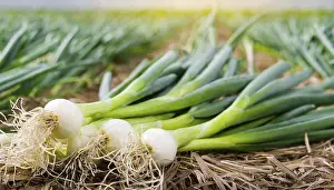 Deserted Garden Vegetables Drucke: Vegetable, spring onion or spring onion