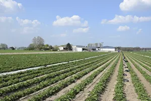 Deserted Vegetable Garden Drucke: Vegetable turnip