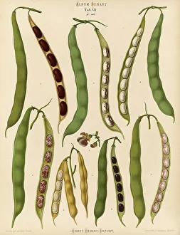 Garden Produce Drucke: Vegetables, beans, dwarf beans