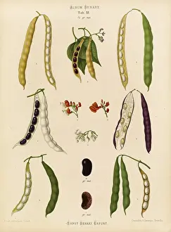 Historical Food Photography Drucke: Vegetables, beans, runner beans