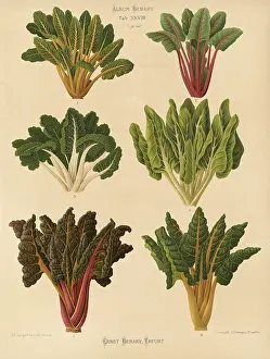 Historical Food Photography Drucke: Vegetables, beetroot and chard