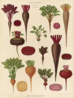 Historical Vegetables Drucke: Vegetables, beetroot and turnips
