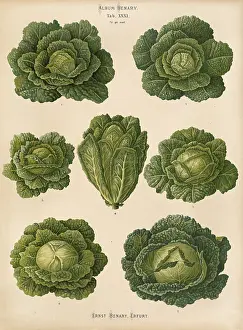 Digitally Restored Woodcut Artwork Drucke: Vegetables, cabbage, savoy cabbage