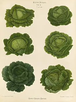 Digitally Restored Woodcut Drucke: Vegetables, cabbage, savoy cabbage