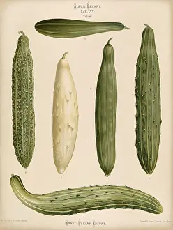 Digitally Restored Woodcut Art Drucke: Vegetables, cucumbers, snake cucumbers