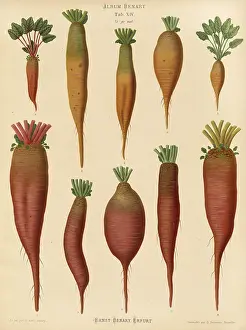 Historical Food Photography Drucke: Vegetables, turnips and chard root