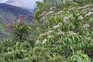 Peruvian Cloud Forest Landscape Drucke: Vegetation in the Tropical Cloud Forest