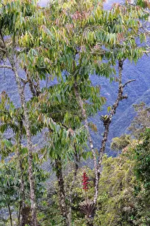 World Heritage Site In Peru Drucke: Vegetation in the Tropical Cloud Forest