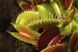 Carnivorous Plant Drucke: Venus flytrap (Dionaea muscipula)