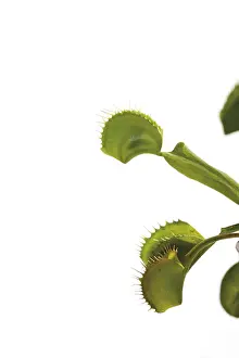 European Flora Botany Drucke: Venus Flytrap (Dionaea muscipula)