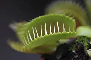 Caryophyllales Family Drucke: Venus Flytrap (Dionaea muscipula)