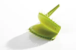 Close Up Flower Drucke: Venus Flytrap (Dionaea muscipula)