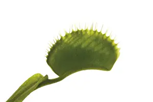 Carnivorous Plant Drucke: Venus Flytrap (Dionaea muscipula)
