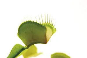 Botany Images Drucke: Venus Flytrap (Dionaea muscipula)