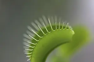 Venus-Blumentopf (Dionaea muscipula), Nahansicht.