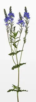 Germany Wildflowers Drucke: Veronica teucrium (Veronica teucrium), Germany