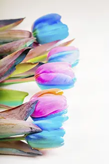Spring Flowering Plant Drucke: Vertical shoot of multi colored tulips on light background with copy-space