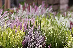 Springtime Floral Arrangements Drucke: A vibrant array of heather plants