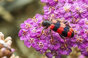 Drucke von Ein lebendiger, farbenfroher Musterkäfer ruht sich auf einer Ansammlung winziger, heller rosa Yarrowblüten aus, und schafft so einen beeindruckenden Kontrast in Farbe und Textur Schachbrettkäfer Drucke: Ein bunter Musterkäfer auf einem Blütenbündel von kleinen
