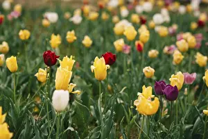 Agriculture Photography Drucke: A vibrant display of yellow, red