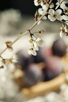 Blurred Background Flowers Drucke: Vibrant Easter eggs hidden underneath delicate cherry blossoms