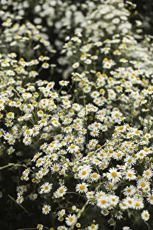 Daytime Meadow Scene Drucke: A vibrant image capturing a dense chamomile field