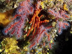 Mediterranean Sea Life Drucke: Vibrant red corals with soft structures