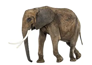 African Elephant Side View Drucke: Side view of an African elephant