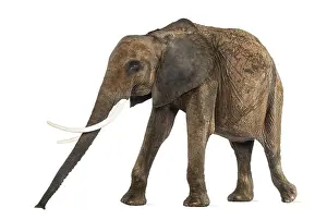 White Background Elephant Drucke: Side view of an African elephant
