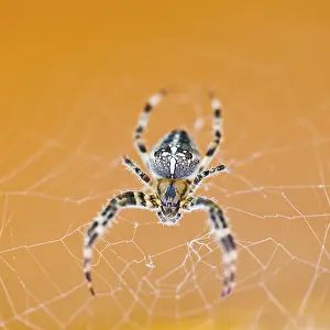 Wildlife Photography Close Up Drucke: Top view of Araneus spider at cobweb close up