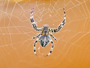 Wildlife Photography Spiders Drucke: Top view of Araneus spider at cobweb close up