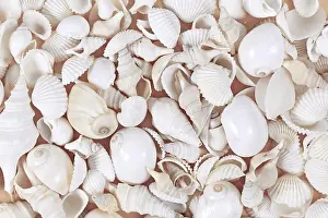 Herzmuscheln Drucke: Oberansicht-Hintergrund mit verschiedenen weißen Winkel.
