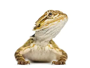 Bartagame Drucke: Vorderansicht eines Bartagospinsches.