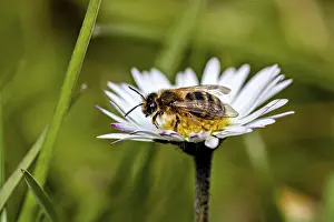 Macro Bee Photography Drucke: Side view of a bee resting on a daisy