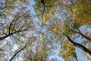 Munsterland Scenery Drucke: View through beech trees towards the sky