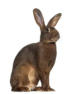 Cute Bunny Drucke: Side view of Belgian Hare isolated on white