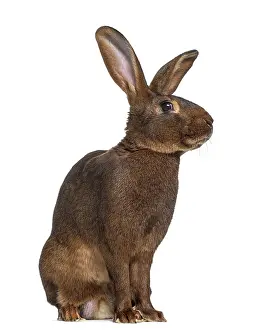 Benelux Wildlife Photography Drucke: Side view of Belgian Hare isolated on white