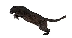 Black Leopard Drucke: Side view of a black leopard leaping