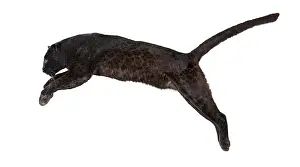 Black Leopard Drucke: Side view of a black leopard leaping