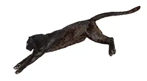 Black Leopard Drucke: Side view of a black leopard leaping