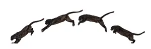 Black Leopard Drucke: Side view of a black leopard leaping