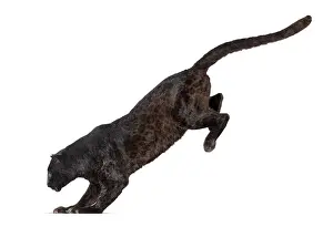 Black Leopard Drucke: Side view of a black leopard leaping
