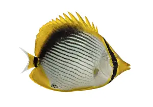 Drucke von Seitenansicht eines Schwarzbäuchigen Morgenfisches, Chaetodon melannotus, isoliert auf weiß Schmetterlingsfisch Drucke: Seitenansicht eines Schwarzbäuchigen Morgenfisches.