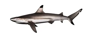 Drucke von Seitenansicht eines Schwarznasen-Riffhai, Carcharhinus melanopterus, isoliert auf weiß Schwarzspitzen-Riffhai Drucke: Seitenansicht eines Schwarznasen-Riffhai.
