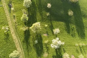 View From Above Drucke: View from above of blooming trees casting long shadows on green fields