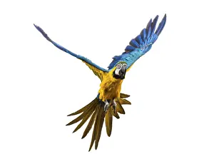 Wild Parrot Drucke: Front view of a blue-and-yellow macaw