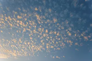 Cirrocumulus Cloud Formation Drucke: View of the blue sky with small